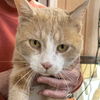 adoptable Cat in SF, NM named Twinkie Pie