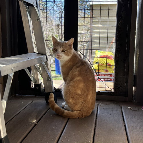 TWINKIE PIE - Domestic Short Hair available for adoption