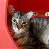 adoptable Cat in sf, NM named Peri-Peri