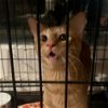 adoptable Cat in  named Chompers