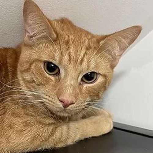 picture of the cat needing adoption