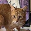 adoptable Cat in  named Creamsicle