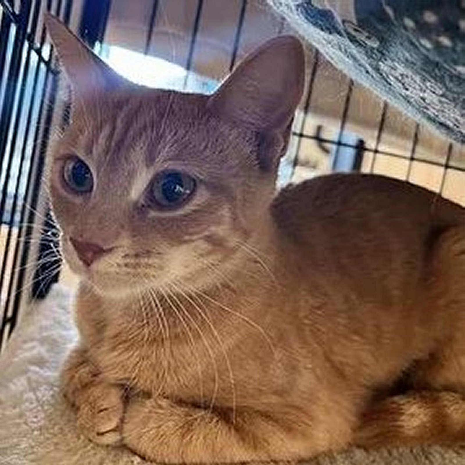adoptable Cat in SF, NM named Creamsicle