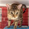 adoptable Cat in sf, NM named Jessica