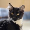 adoptable Cat in sf, NM named John Munch