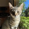 adoptable Cat in sf, NM named Elliot Stabler