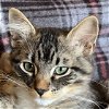 adoptable Cat in sf, NM named Olivia Benson