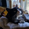 adoptable Cat in sf, NM named Maisie