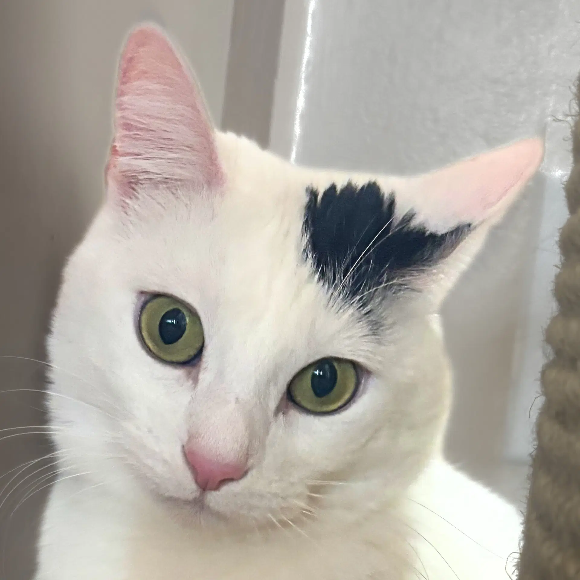 Miss Yvonne - Domestic Short Hair
