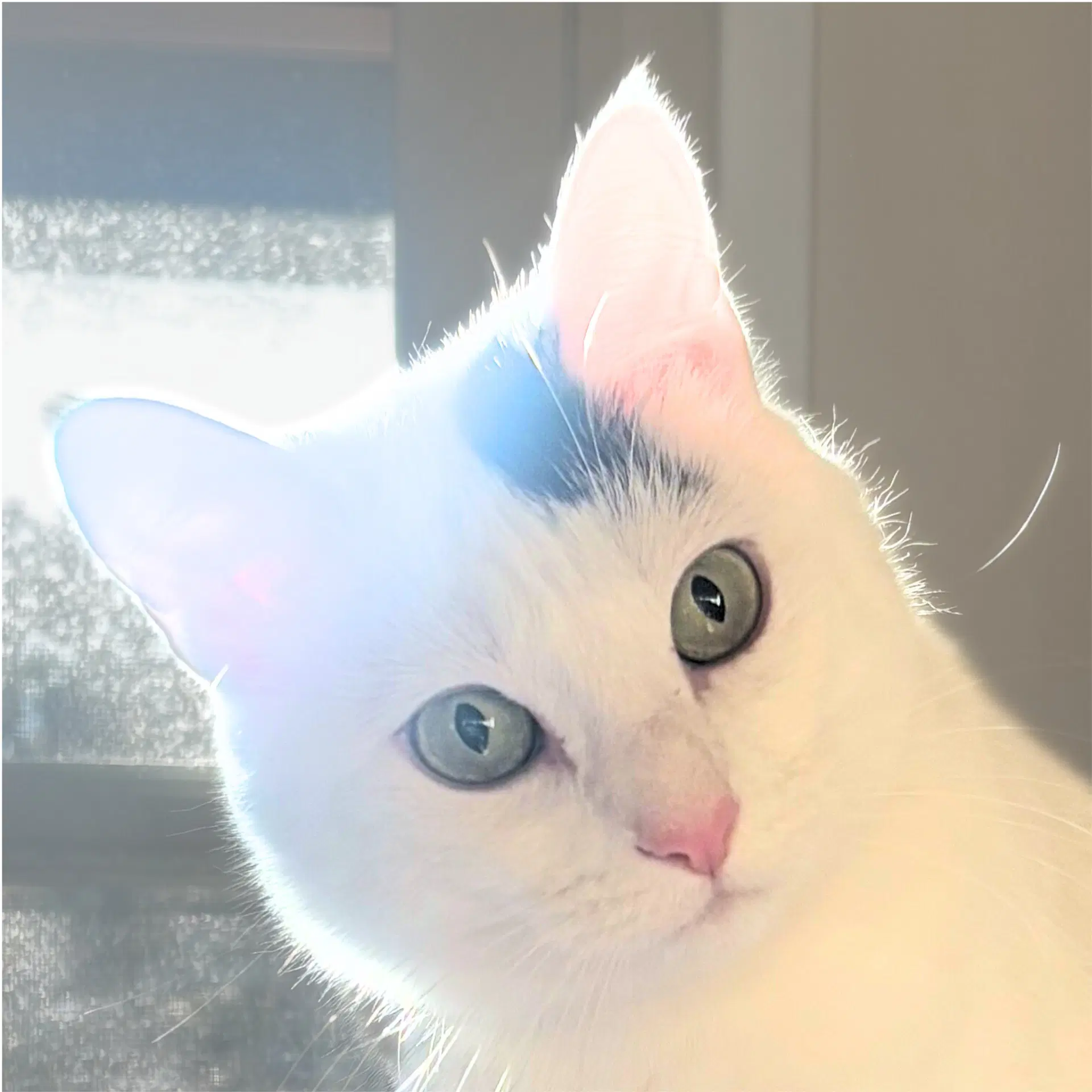 Miss Yvonne image 3
