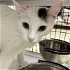 adoptable Cat in sf, NM named Miss Yvonne