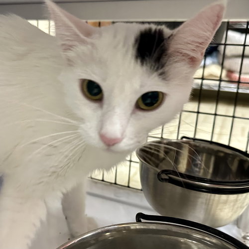 MISS YVONNE - Domestic Short Hair available for adoption