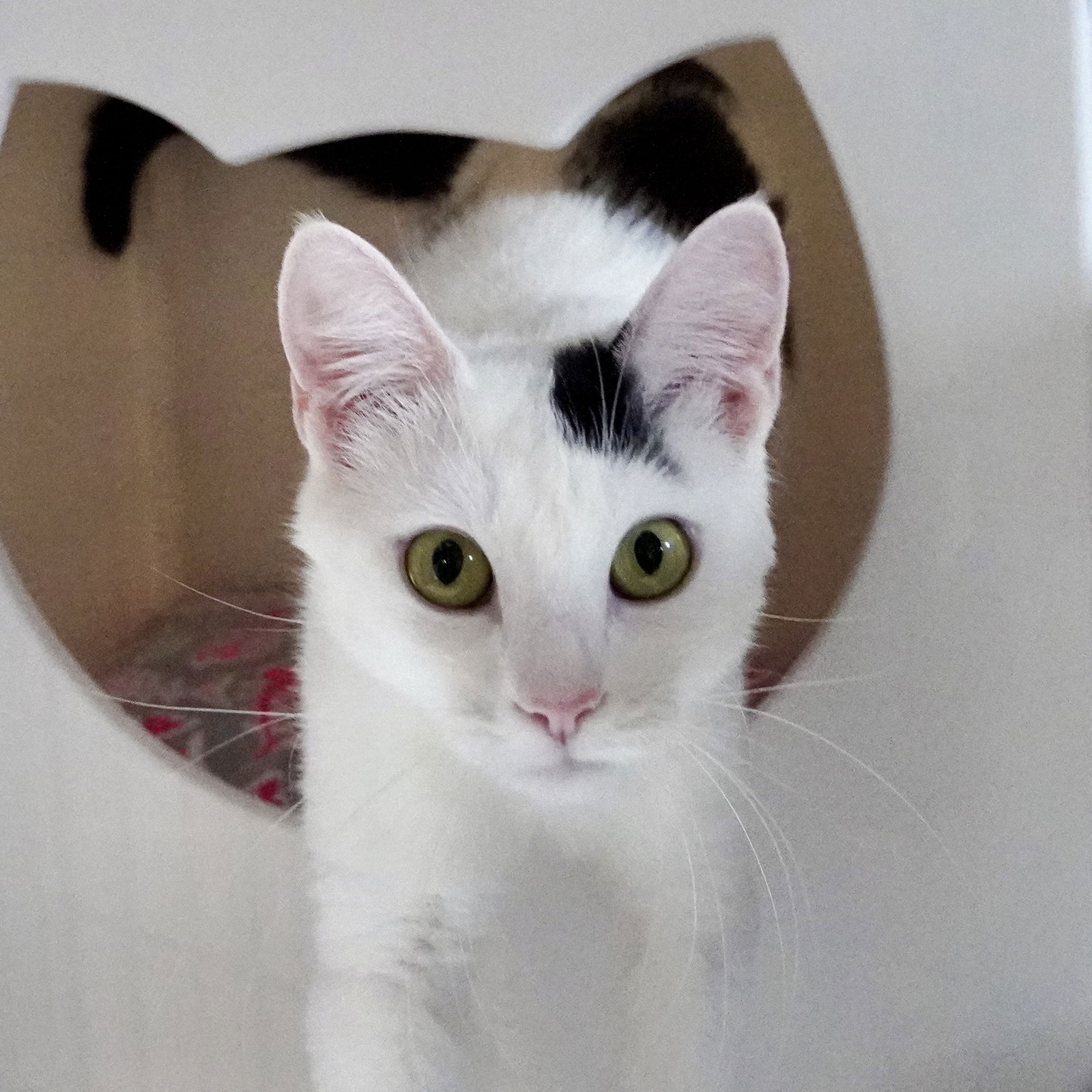 adoptable Cat in SF, NM named Miss Yvonne