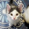 adoptable Cat in  named Globey