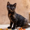 adoptable Cat in SF, NM named Sassafras