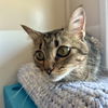 adoptable Cat in sf, NM named Chile