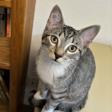 adoptable Cat in SF, NM named Skipper