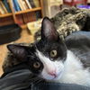 adoptable Cat in SF, NM named Mayfly