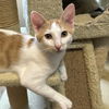 adoptable Cat in , NM named Firefly