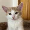 adoptable Cat in SF, NM named Prince Harry