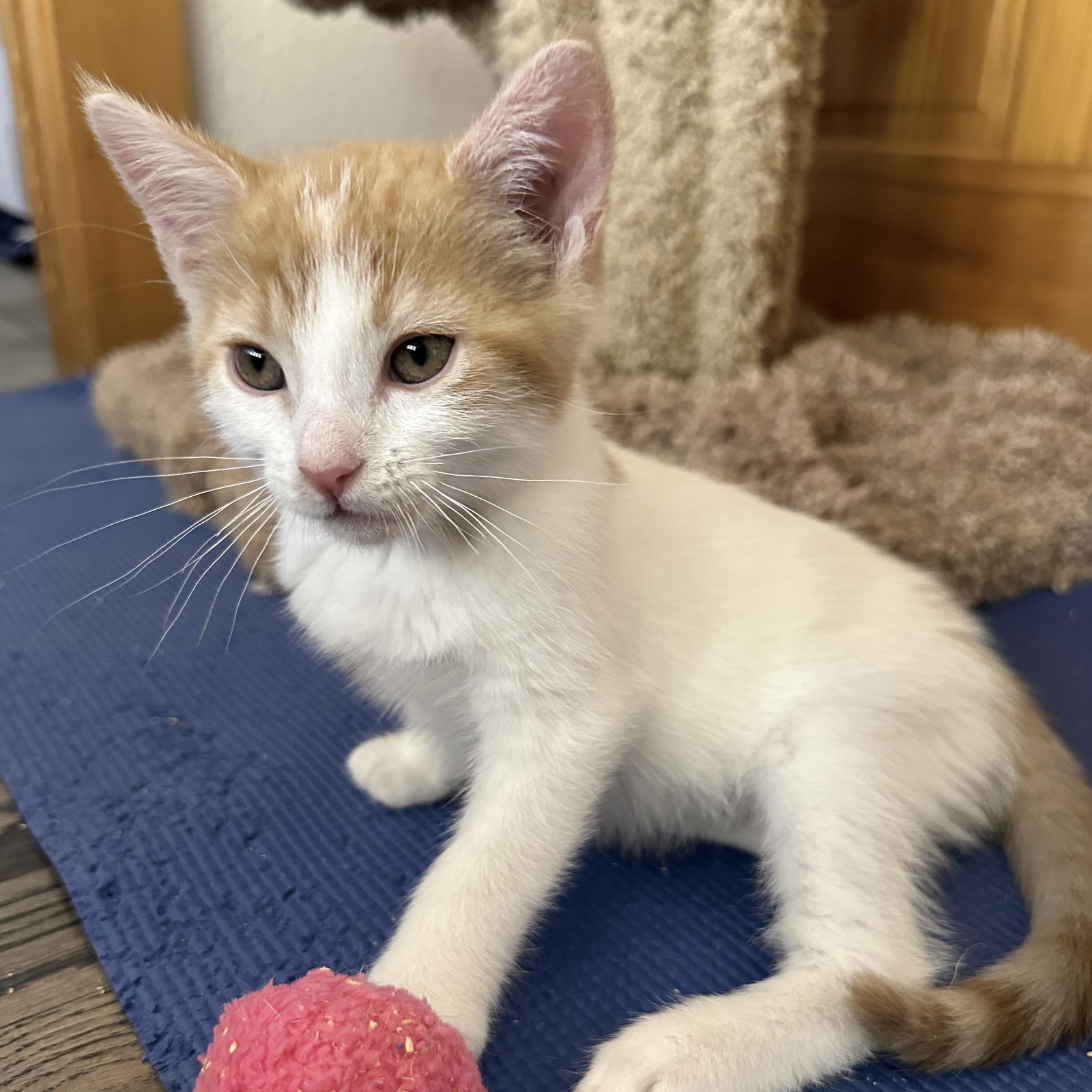 adoptable Cat in SF, NM named Prince William