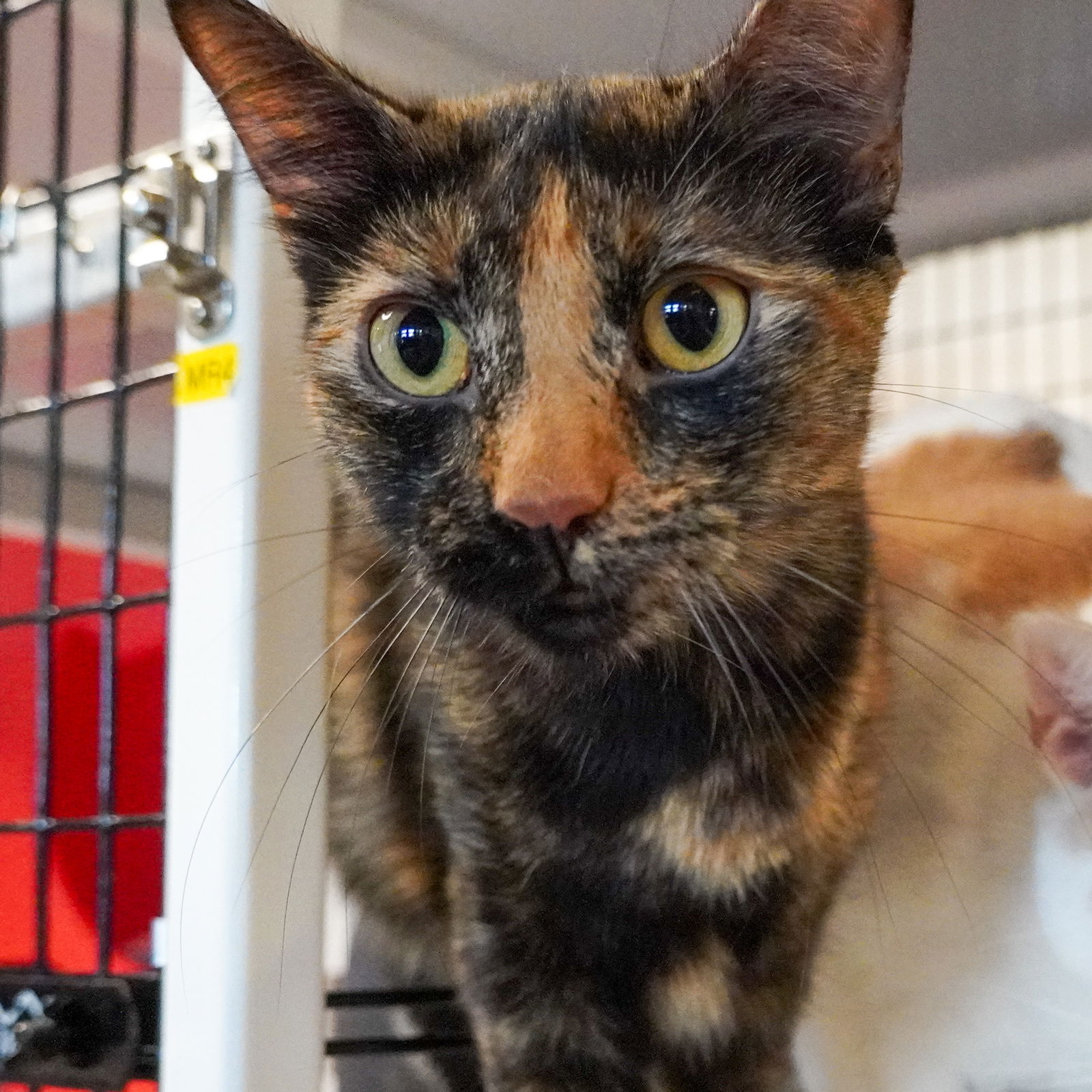 adoptable Cat in SF, NM named Baby Ruth