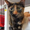 adoptable Cat in , NM named Baby Ruth