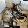 adoptable Cat in SF, NM named Baby Ruth