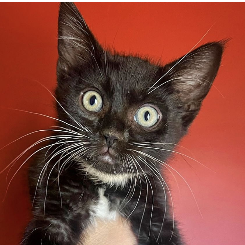 adoptable Cat in SF, NM named Toblerone