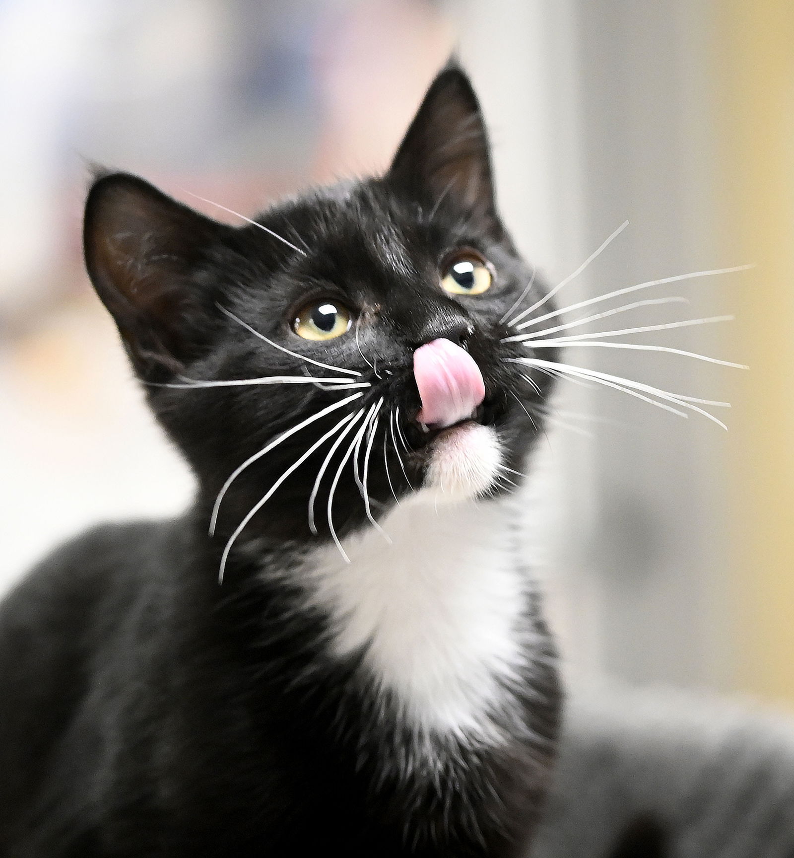 adoptable Cat in SF, NM named Pedro Pony