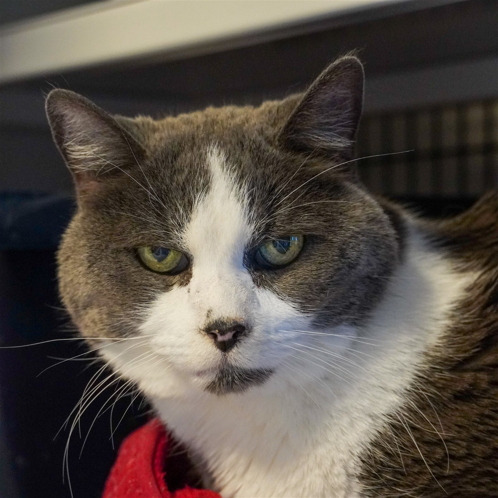 adoptable Cat in SF, NM named Chapman