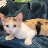 adoptable Cat in , NM named Lady Firefly