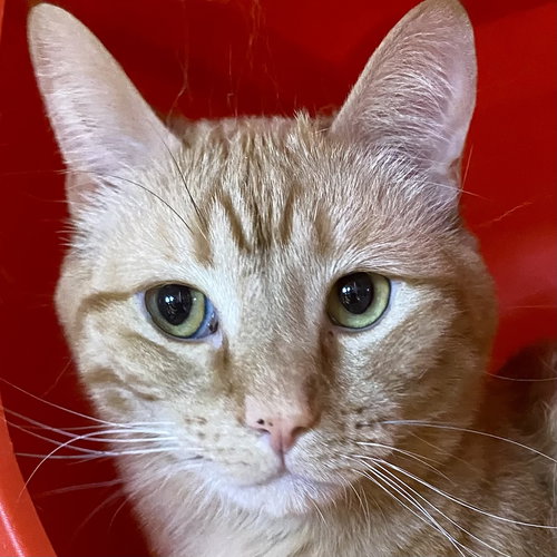 Yes Chef [and Carmy], an adoptable Domestic Short Hair in Santa Fe, NM