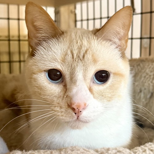 Carmy [and Yes Chef], an adoptable Domestic Short Hair in Santa Fe, NM