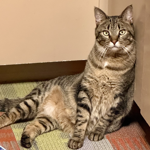 DUCK - Domestic Short Hair available for adoption