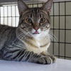 adoptable Cat in sf, NM named Duck