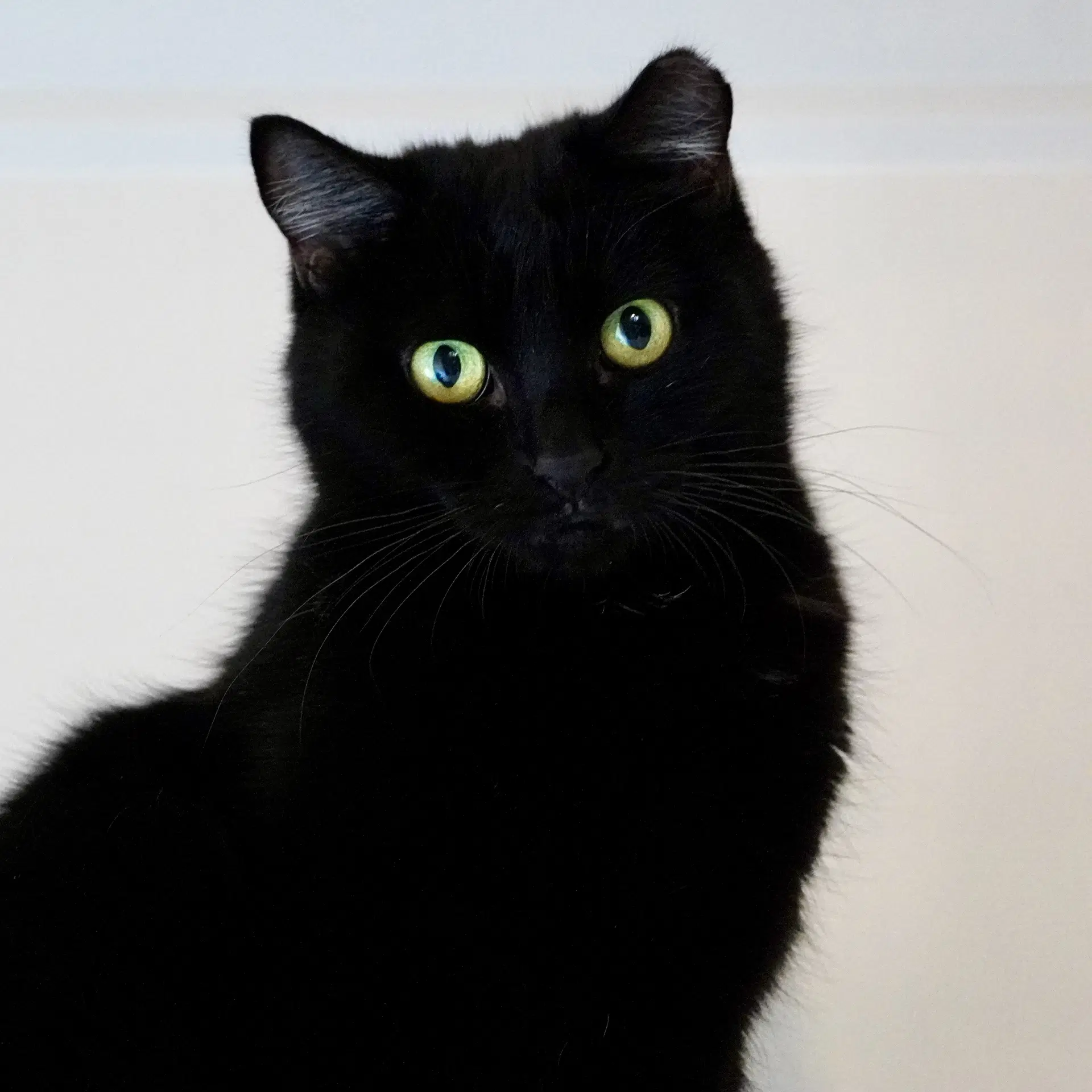 Eleanor - Domestic Short Hair