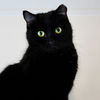 adoptable Cat in sf, NM named Eleanor (and Fry)