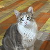 adoptable Cat in sf, NM named Chamisa