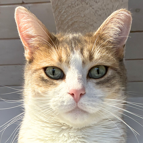 CHAMISA - Domestic Short Hair available for adoption