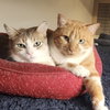 Chamisa [and Lucius] - Photo 3