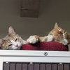Chamisa [and Lucius] - Photo 4
