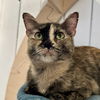 adoptable Cat in sf, NM named Eepy