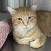 adoptable Cat in sf, NM named Heathcliff
