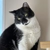 adoptable Cat in sf, NM named Fry (and Eleanor)