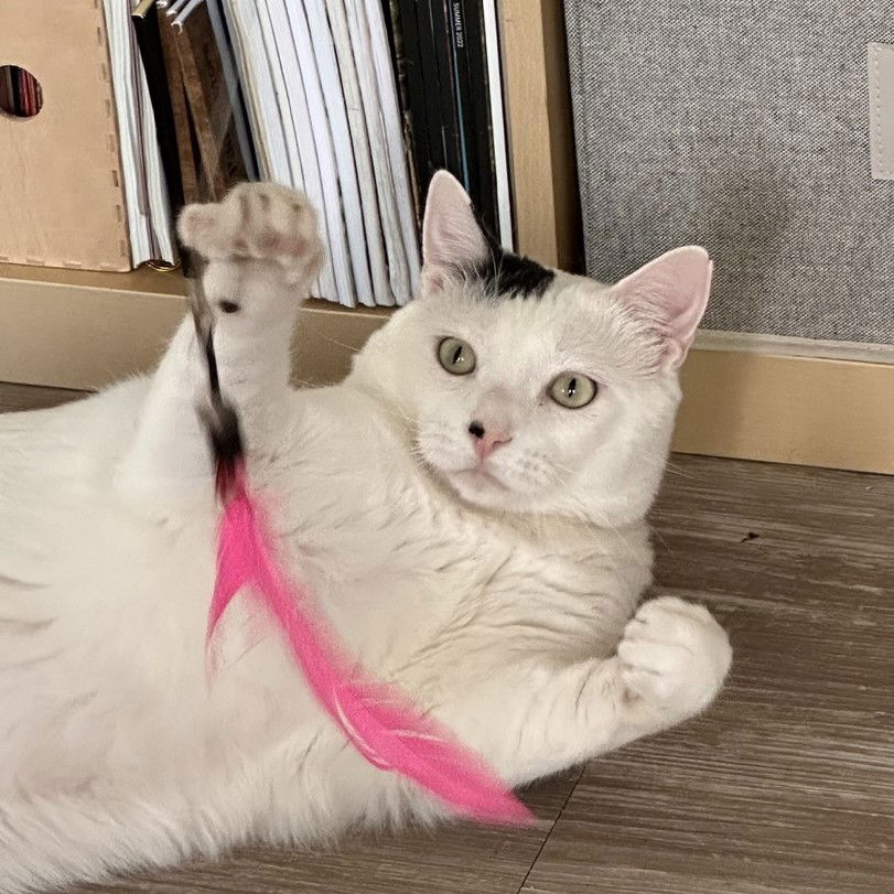 adoptable Cat in SF, NM named Bunsen