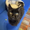 adoptable Cat in sf, NM named Obsidian