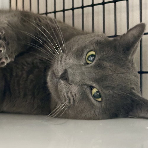 TANO - Domestic Short Hair / Russian Blue available for adoption