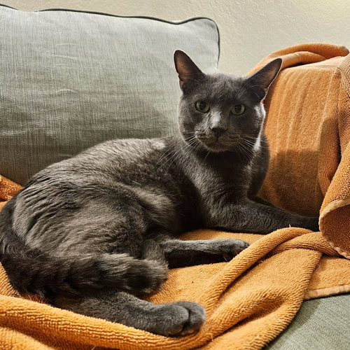 TANO - Domestic Short Hair / Russian Blue available for adoption