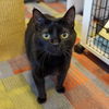 adoptable Cat in sf, NM named Dilly